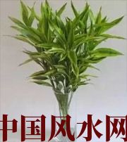 鄂州十二生肖养什么植物最旺财运？你知道吗！